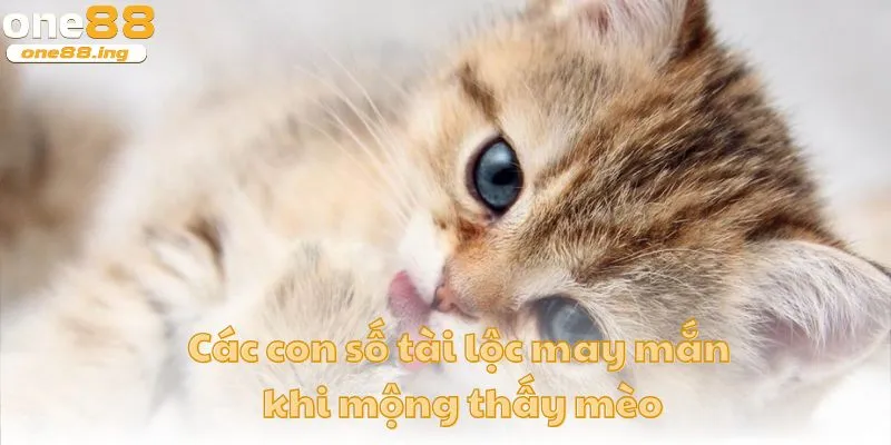 Các con số tài lộc may mắn khi mộng thấy mèo