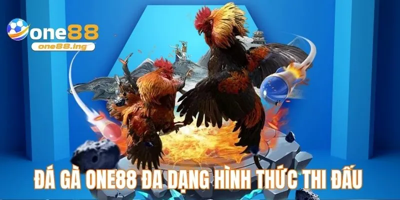 Đá gà ONE88 đa dạng hình thức thi đấu