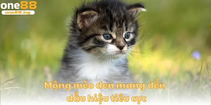 Mộng gặp chú mèo đen mang đến cho gia chủ dấu hiệu tiêu cực